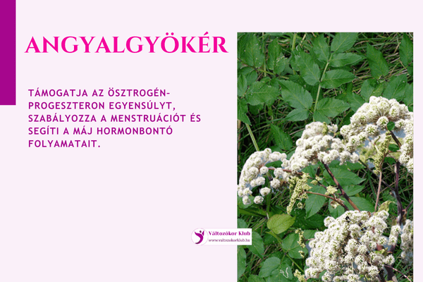 angyalgyökér