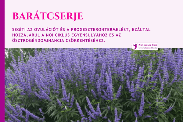 barátcserje