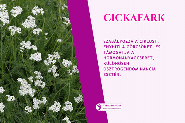 cickafarkfű