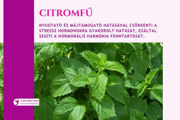 citromfű