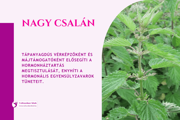 csalán