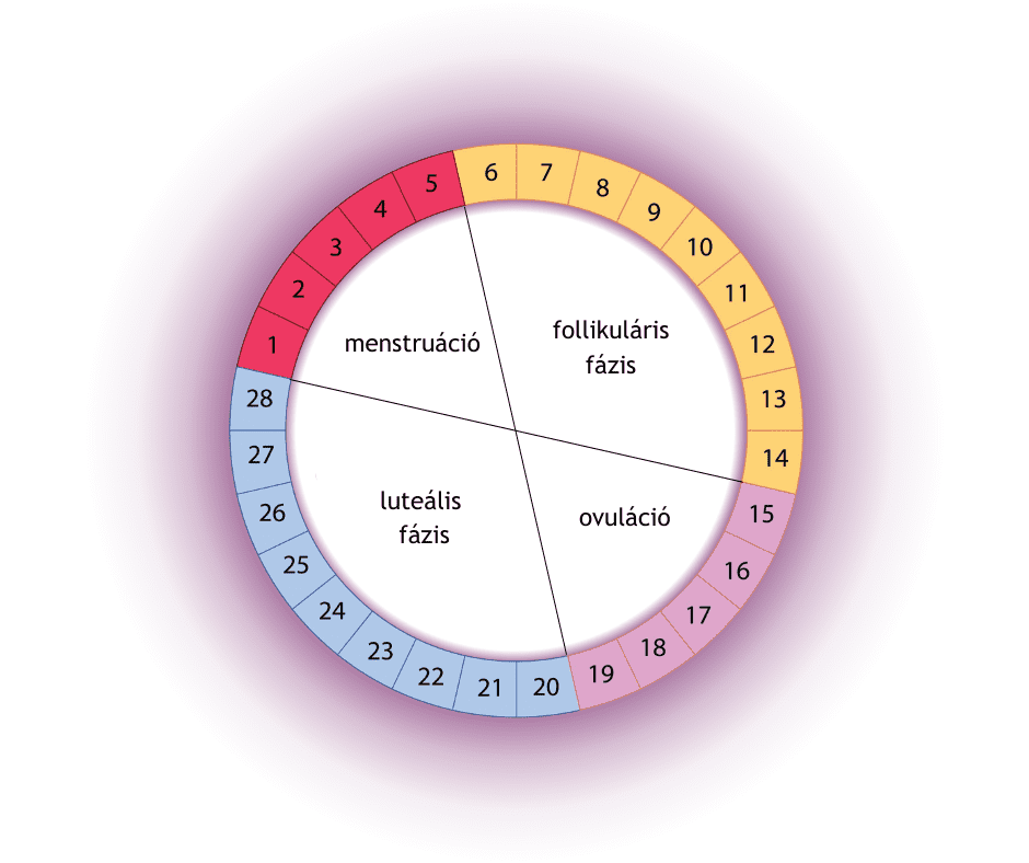 menstruációs-ciklus-női-ciklus