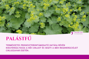 réti palástfű