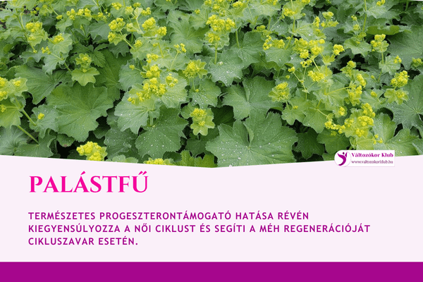 réti palástfű