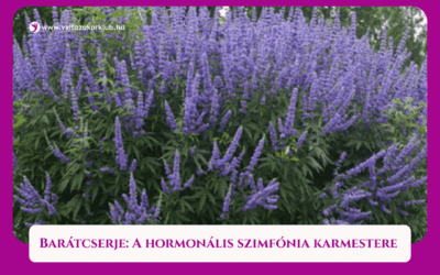 MAGAZIN 7 BARÁTCSERJE: A HORMONÁLIS SZIMFÓNIA KARMESTERE