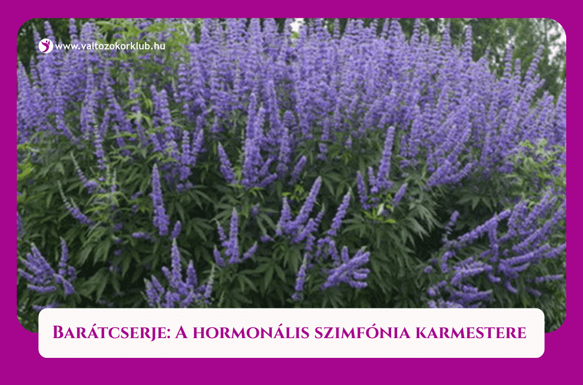 barátcserje hormonális szimfónia karmestere, hőhullámok enyhítése
