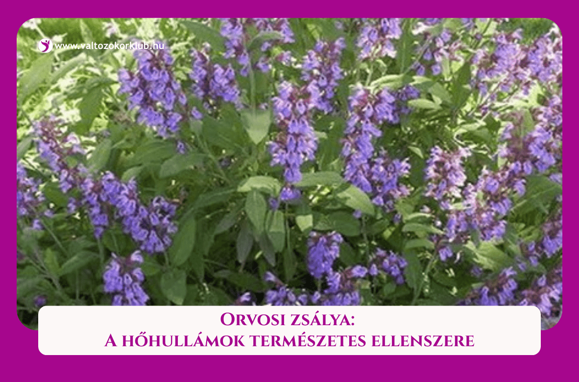 orvosi zsálya a hőhullámok természetes ellenszere változókorban